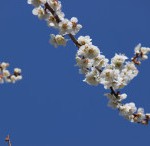 空　梅